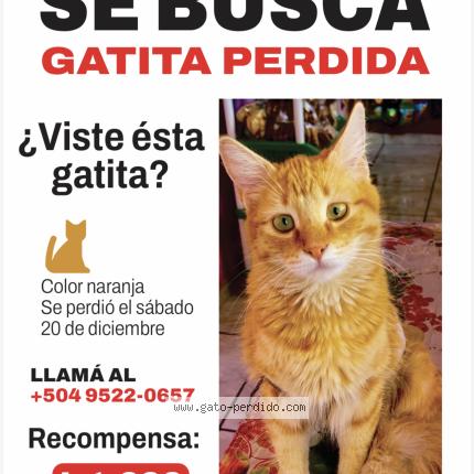 Photo 1/1 Coquette Chat perdu à Tegucigalpa