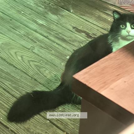 Photo 4/5 Chat trouvé Trouvé à Bryantcat