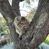 Photo de chat perdu à Bouliac