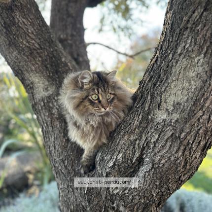 Photo 1/1 Roméo Chat perdu à Bouliac