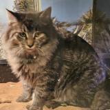 Photo de chat perdu à Fort Cavazos