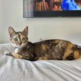 Photo de chat perdu à Saint Andre De Cubzac