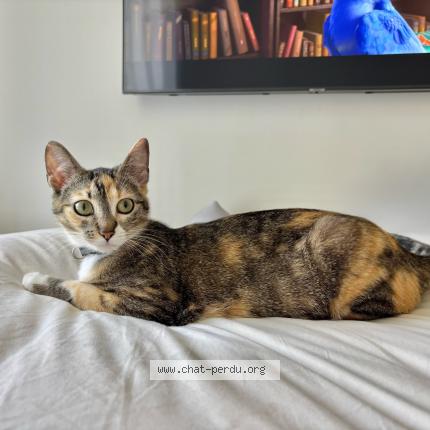 Photo 1/1 Moon Chat perdu à Saint andre de cubzac