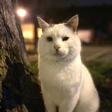 Photo de chat perdu à Flers En Escrebieux