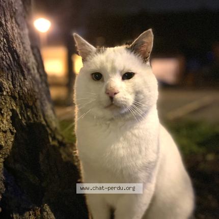 Photo 1/2 Nounours Chat perdu à Flers en escrebieux