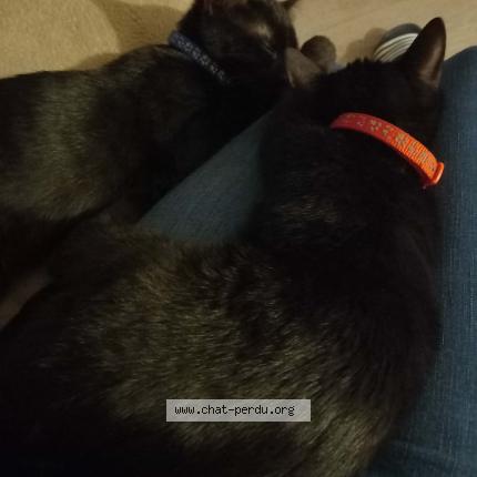 Photo 1/1 Célèste Chat perdu à Dijon