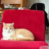 Photo de chat perdu à Soudan