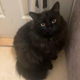 Photo de chat perdu à Reno Nv