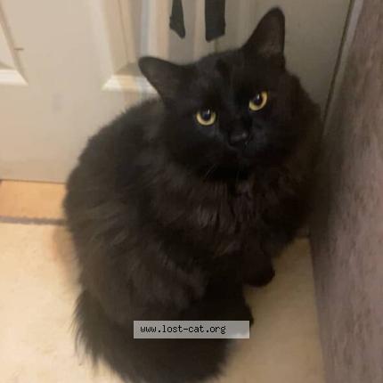 Photo 1/1 Harley Chat perdu à Reno nv