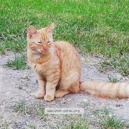 Photo 1/1 Chat retrouvé Perdu à Vicheres