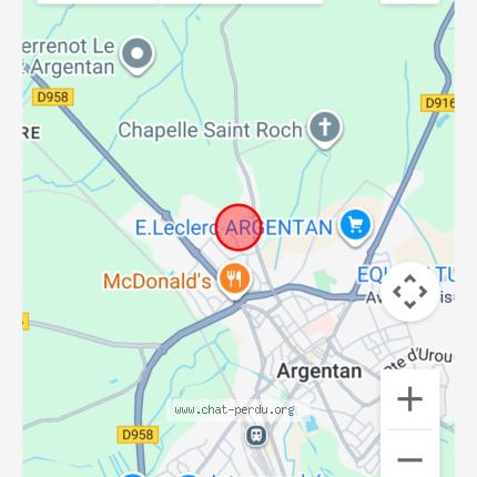 Photo 1/1 Chat trouvé Trouvé à Argentan