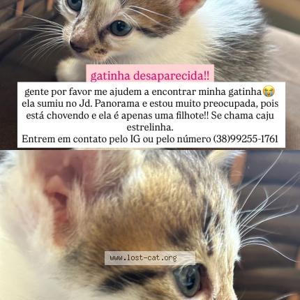 Photo 1/1 Estrelinha Chat perdu à Montes claros