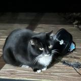 Photo de chat trouvé à Le Pellerin