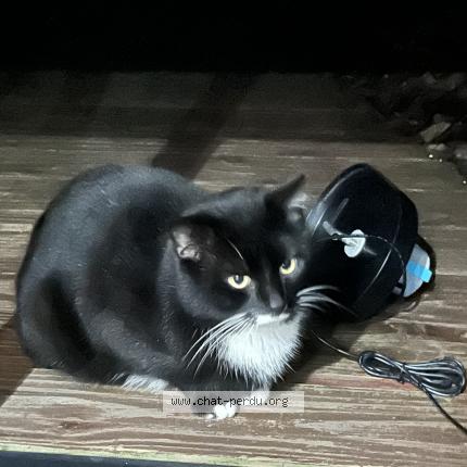 Photo 1/1 Chat trouvé Trouvé à Le pellerin