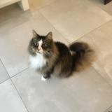 Photo de chat perdu à Chaville