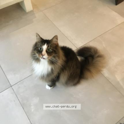 Photo 1/1 Chat retrouvé Perdu à Chaville