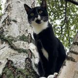 Photo de chat perdu à Voegtlinshoffen