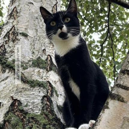 Photo 1/1 Chat retrouvé Perdu à Voegtlinshoffen