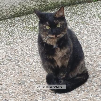 Photo 1/1 Chat retrouvé Trouvé à Ales