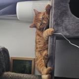 Photo de chat perdu à Besancon