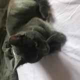 Photo de chat trouvé à Saint Sulpice Les Feuilles