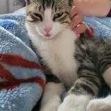 Photo de chat perdu à Perpignan