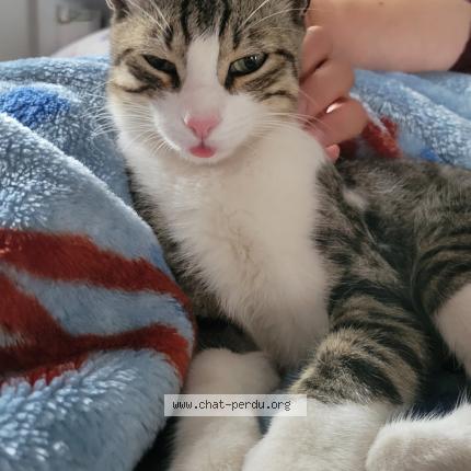 Photo 1/1 Sa&iuml; Chat perdu à Perpignan