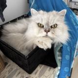 Photo de chat perdu à Colmar