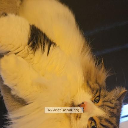 Photo 1/1 Tom Chat perdu à Coudekerque branche