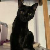 Photo de chat perdu à Mortroux