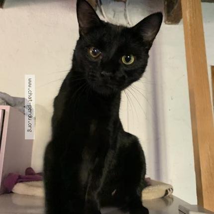 Photo 1/1 Ariel Chat perdu à Mortroux