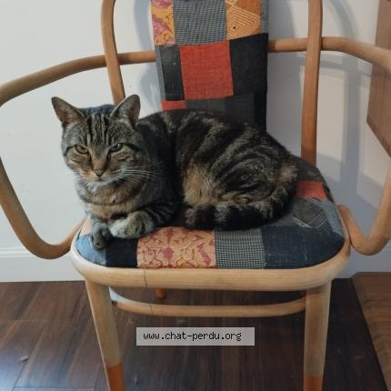 Photo 1/1 OHAN Chat perdu à Brest