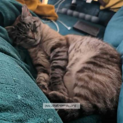 Photo 2/2 Chamallow Chat perdu à Oree d anjou