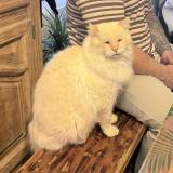 Photo de chat perdu à Tourlaville