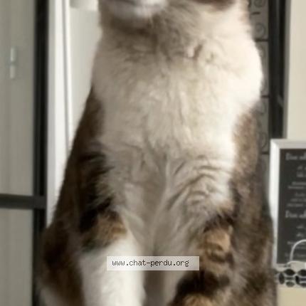 Photo 1/1 Chat Chat perdu à Nancy