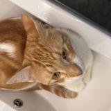 Photo de chat perdu à Tarbes