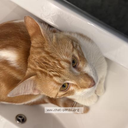 Photo 1/1 mitsuki Chat perdu à Tarbes