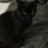 Photo de chat perdu à Florence