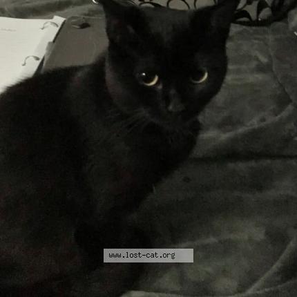 Photo 1/1 Pearl Chat perdu à Florence