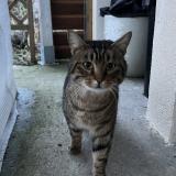 Photo de chat trouvé à Vexin Sur Epte