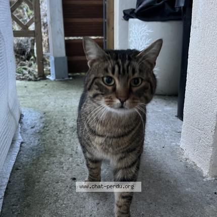 Photo 1/1 Chat retrouvé Trouvé à Vexin Sur Epte