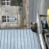 Photo de chat trouvé à Fontenay Le Comte