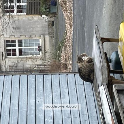 Photo 1/1 Chat retrouvé Trouvé à Fontenay le comte