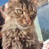 Photo de chat perdu à Cruscades