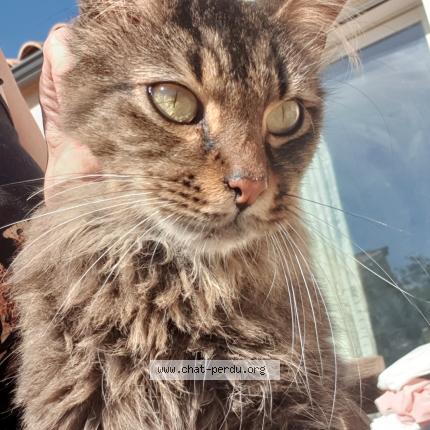 Photo 1/1 Winnie Chat perdu à Cruscades