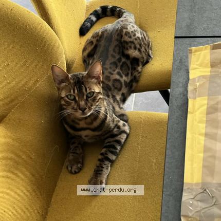 Photo 1/1 Chat retrouvé Perdu à Sautron