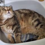 Photo de chat perdu à Boulogne Billancourt