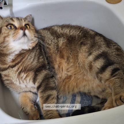 Photo 1/1 Chat retrouvé Perdu à Boulogne billancourt