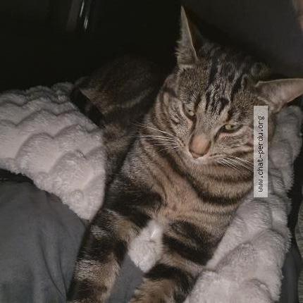 Photo 1/2 Smoky Chat perdu à Grandvillars