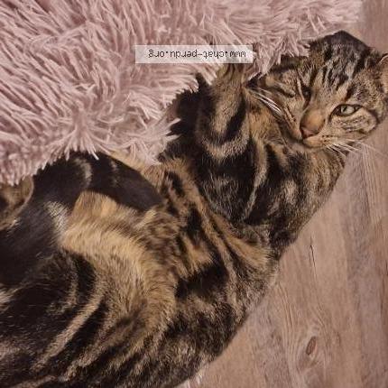 Photo 2/2 Smoky Chat perdu à Grandvillars